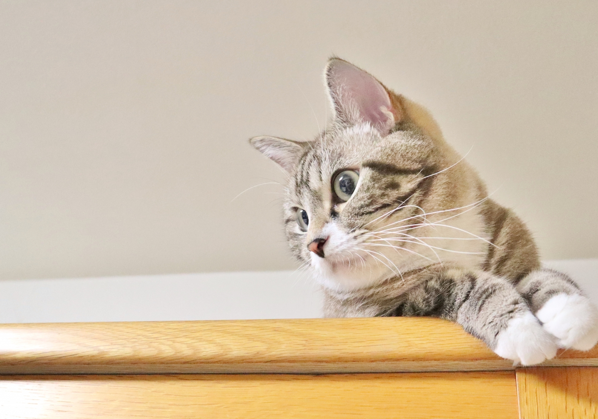 猫用に酸素室をレンタル・購入するなら？おすすめ会社3選